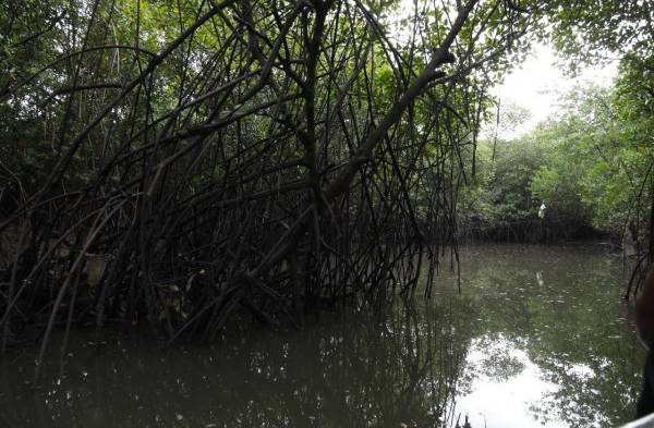 Se buscan estrategias para preservar los manglares de Chiriquí, puesto que representan el segundo más extenso en territorio istmeño.