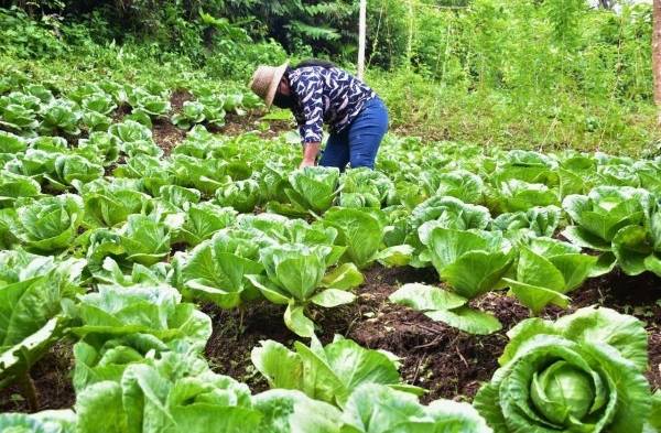 Mujeres rurales cosechan repollo orgánico en la provincia de Coclé