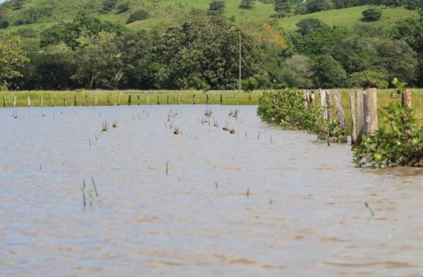 Chiriquí presenta uno de los manglares más extensos del país 