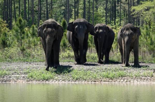 Llegan elefantes jubilados de circos a su nueva reserva natural en Florida