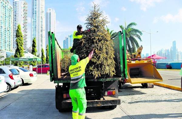 Recibirán arbolitos hasta el 10 de enero