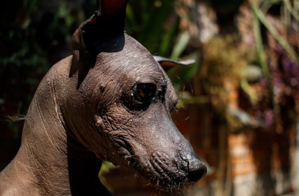 ¿Conoces al xoloitzcuintle?