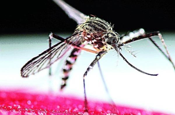 El mosquito Aedes aegypti, transmisor del zika.