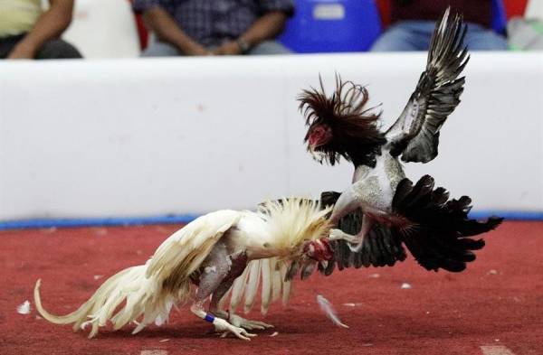 En Panamá las peleas a muerte entre gallos son una tradición y un deporte