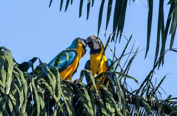 Venezuela liberó casi 25.000 especies de animales en sus hábitats en 2022