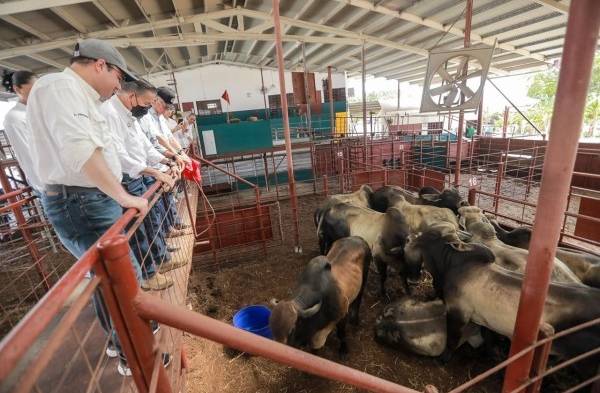 Pequeños ganaderos reciben sementales de alta genética en Chepo 