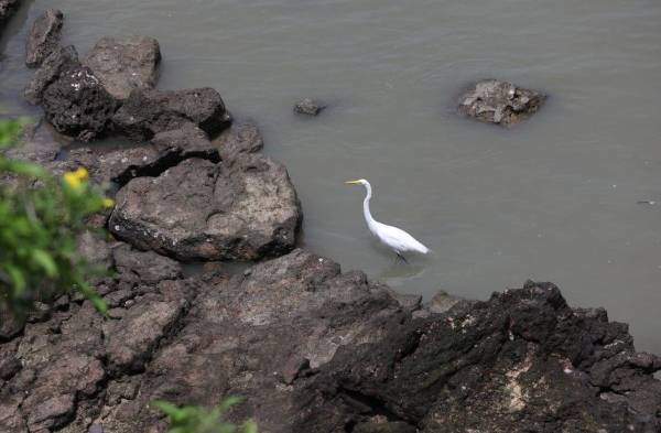 Limpian las playas en Costa del Este