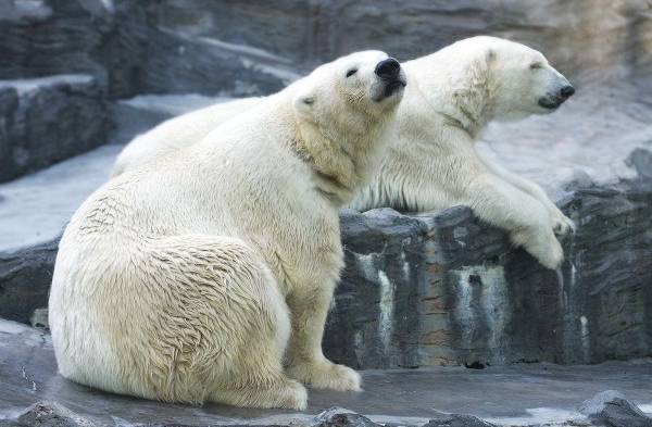 Una gran cantidad de animales se verán afectados por las secuelas que el deshielo cauce en su hábitat.