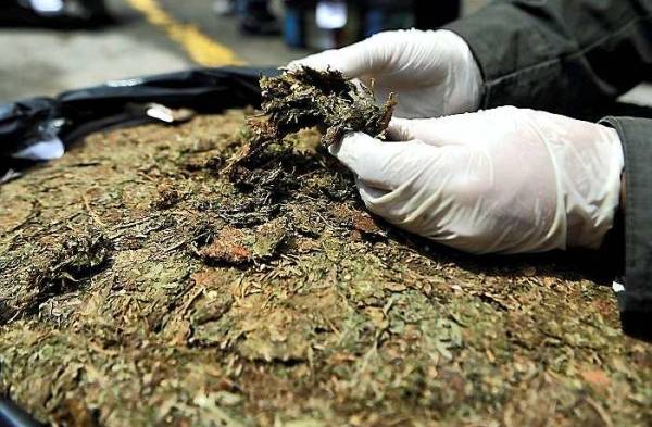 Cannabis (Foto ilustrativa).