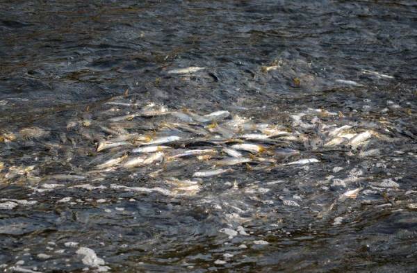 Aumenta la invasión de peces tras las ampliaciones del Canal de Panamá y de Suez