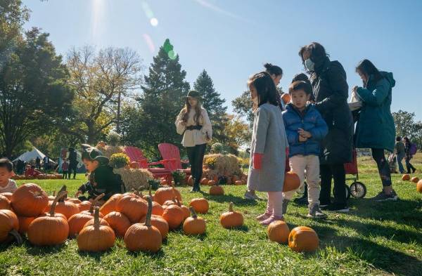 Calabazas protagonistas de un festival en Isla de los Gobernadores en Nueva York