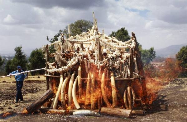 Los cazadores furtivos matan al menos a 19 elefantes en Etiopía en seis meses