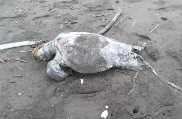 Posible marea roja causa muerte de tortugas marinas en Veraguas