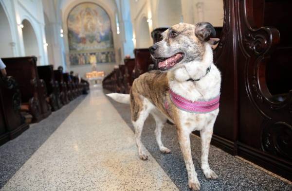 Animales reciben bendición en misa por su patrono San Francisco de Asís