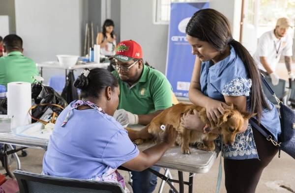 Protegen a perros y gatos de infecciones urinarias