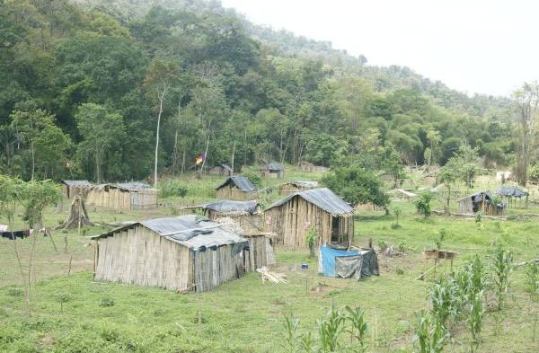 El lote que fue invadido en Las Tablas mantenía cultivos de maíz y plátano.