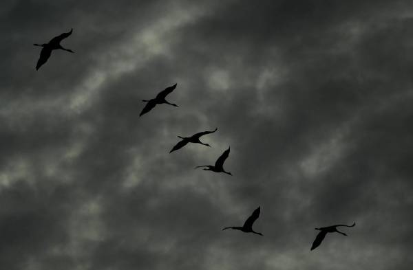 Publican el mayor catálogo genético de aves, un retrato de su gran diversidad