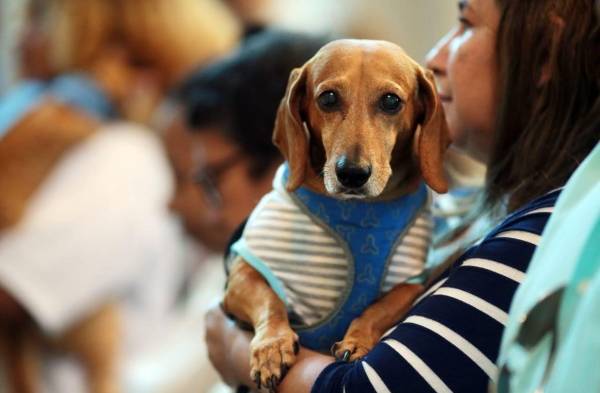 Animales reciben bendición en misa por su patrono San Francisco de Asís