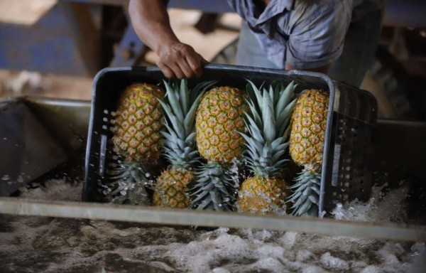 Más de mil cajas de piña se importaron a Curazao