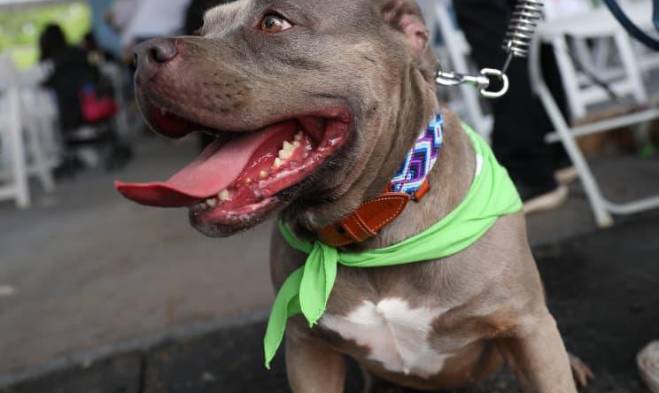 Se espera que el hospital sea entregado a mediados de 2027, con una proyección de atender anualmente a 95,000 perros y gatos.