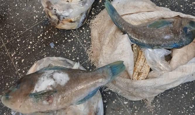 Decomisan más de 2,000 especies marinas amenazadas