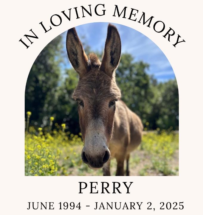 Adiós a Perry, el miniburro que inspiró al inolvidable ‘Burro’ de ‘Shrek’