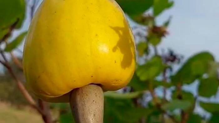 El resurgimiento del marañón representa una oportunidad para la agroindustria local y la recuperación de tradiciones familiares.