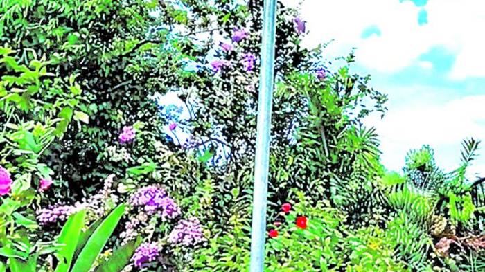 En el distrito de Ocú, provincia de Herrera, se lleva a cabo actualmente la adecuación de 14 km de línea de distribución eléctrica que beneficiará 73 casas, cuatro escuelas y un centro de salud.