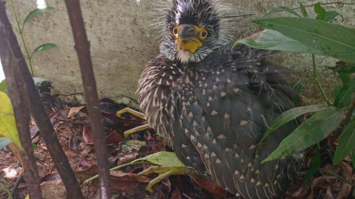 Rescatan a 20 ejemplares de la fauna silvestre en ciudad capital