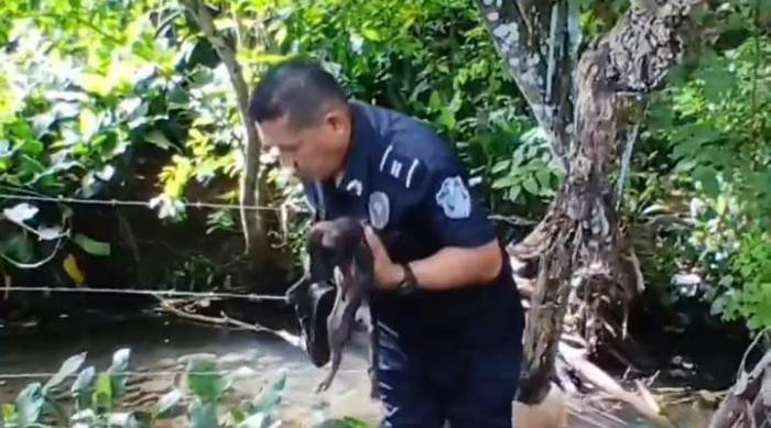 Policía rescata a perro amarrado a la rama de un árbol