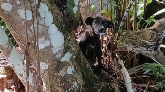 Policía rescata a perro amarrado a la rama de un árbol