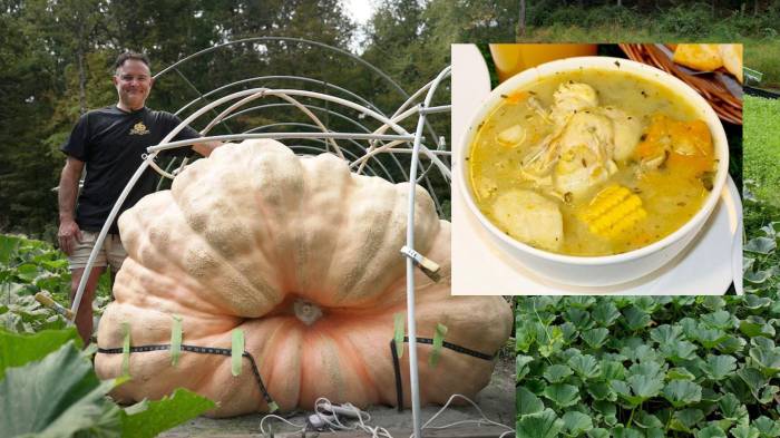 Esta calabaza pesa casi 2 mil libras. ¿Cuántos sancochos salen?