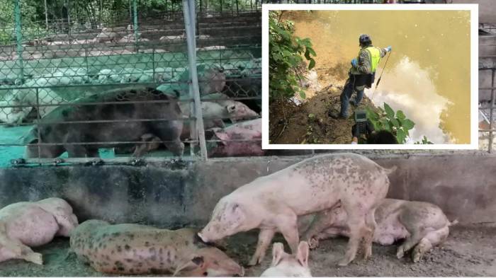 Contaminación en Río La Villa: hay 21 porquerizas en la mira