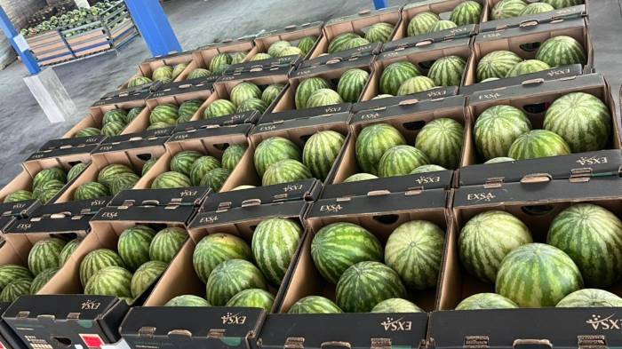 Sandías listas para envío internacional, bajo control de calidad del MIDA y MICI.