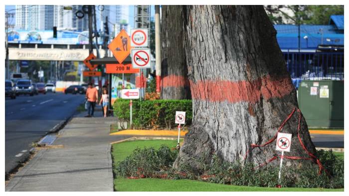 La inquietud aumentó cuando comenzaron a derribarse árboles en la zona.
