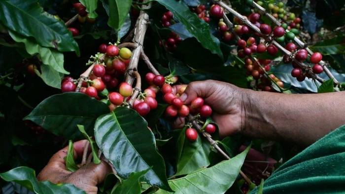 Productores y visitantes vivirán juntos la experiencia de recolectar y catar café geisha en fincas históricas de Chiriquí.