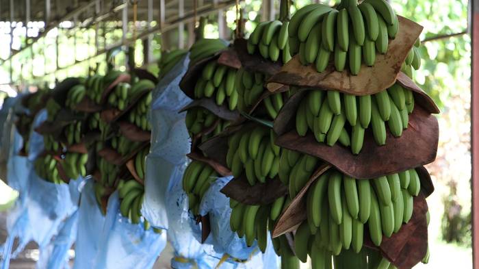 La huelga en las fincas bananeras de Bocas del Toro ha generado pérdidas significativas, afectando la producción de banano, principal rubro exportador de Panamá.