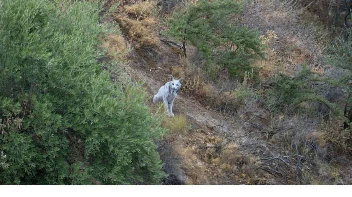 Rareza: captan al primer lince ibérico blanco