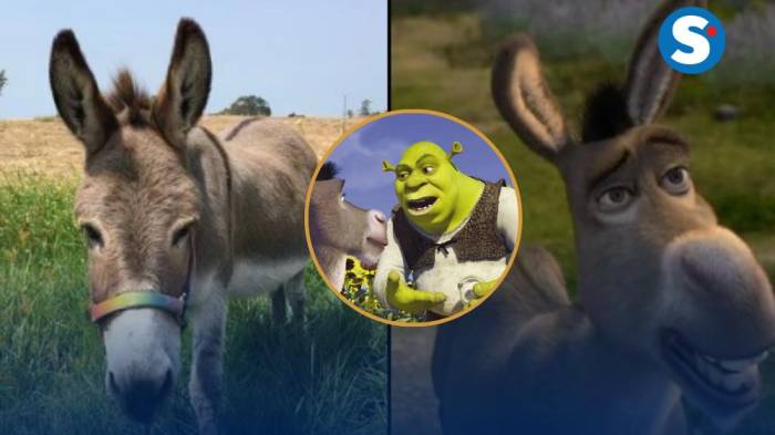 Adiós a Perry, el miniburro que inspiró al inolvidable ‘Burro’ de ‘Shrek’