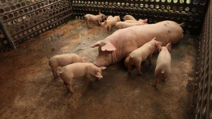 En el 2026 los aranceles de la carde de cerdo llegarán a cero.