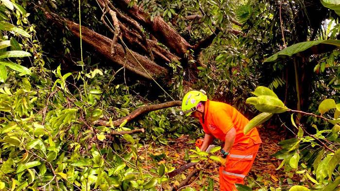 En La 24 de Diciembre, Panamá Este, se atendió una situación por árbol caído sobre una vivienda.
