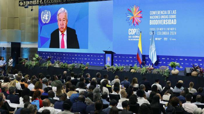 Asistentes a la inauguración de la COP16 observan el video del secretario general de Naciones Unidas, António Guterres, durante la ceremonia de inauguración de la COP16 de Biodiversidad este domingo en Cali (Colombia). EFE/ Mauricio Dueñas Castañeda