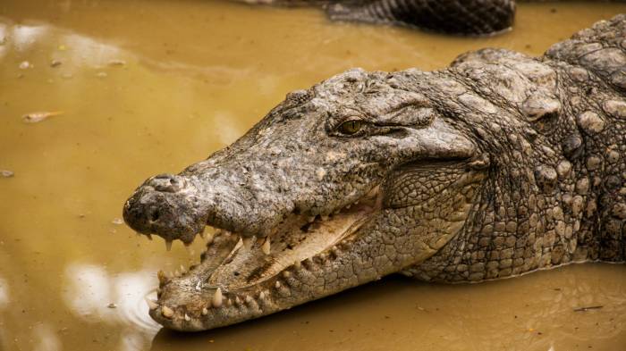 De acuerdo con las investigaciones, lo alimentaba con restos humanos tras asesinar y desmembrar a sus víctimas.