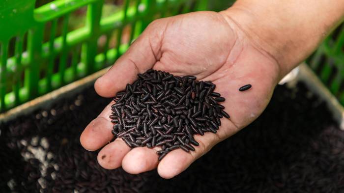 Fotografía cedida por Vanessa Olarte que muestra a una persona sosteniendo larvas de moscas en las instalaciones de la Comisión Panamá-Estados Unidos para la Erradicación y Prevención del Gusano Barrenador del Ganado (COPEG). EFE/ FAO/Vanessa Olarte /SOLO USO EDITORIAL/ NO VENTAS/ SOLO DISPONIBLE PARA ILUSTRAR LA NOTICIA QUE ACOMPAÑA (CRÉDITO OBLIGATORIO)