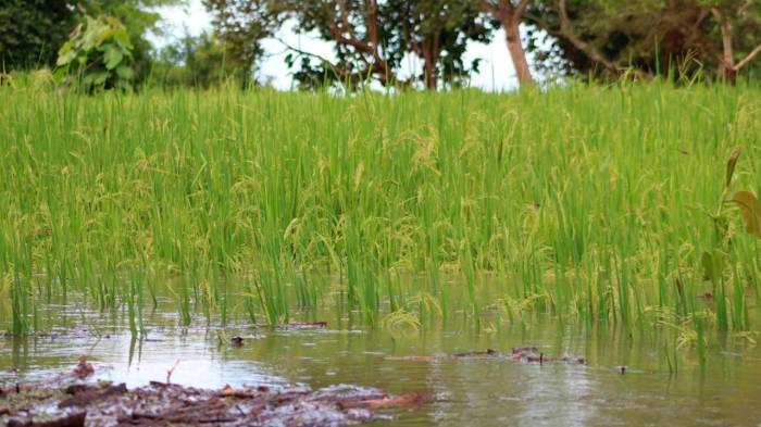 El Instituto de Seguro Agropecuario ha registrado afectaciones en rubros clave, como el arroz y el maíz.