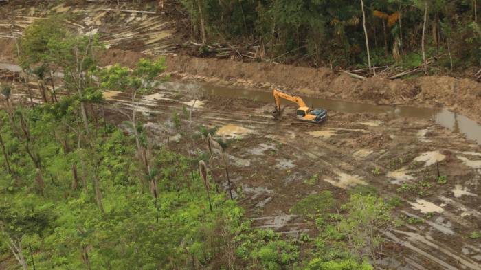 Detectan daños ambientales en humedales y bosques de Darién