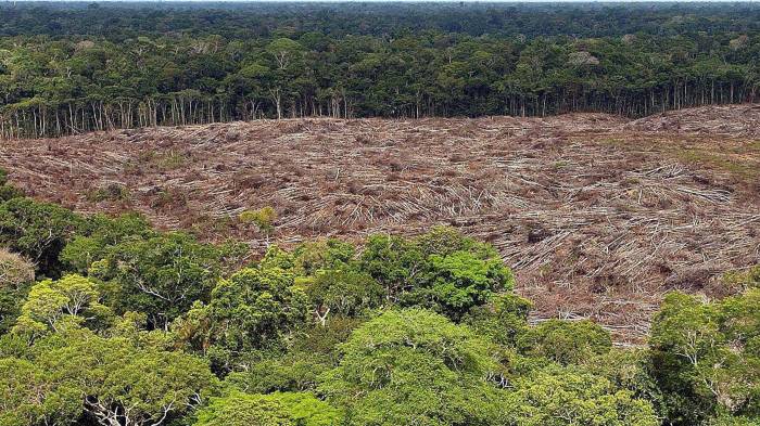 Árboles talados en la selva amazónica (Brasil).