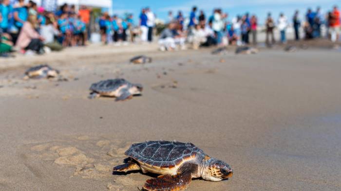 Un grupo de tortugas marinas retornan a su hábitat.