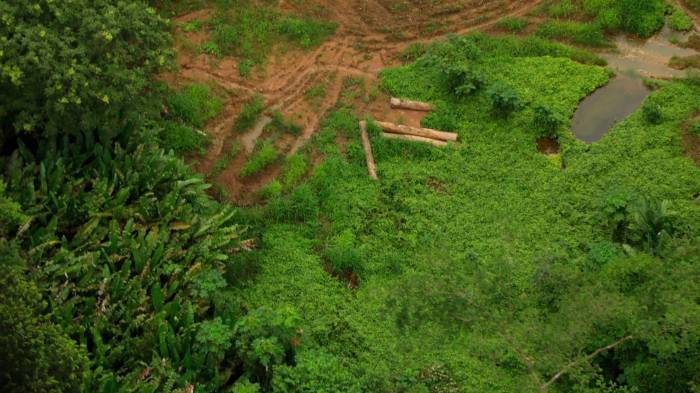 MiAmbiente hizo un llamado urgente para frenar la deforestación.