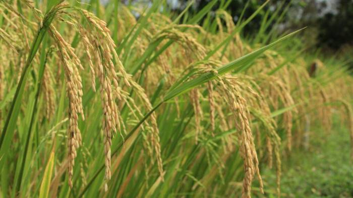 Molineros rechazan medidas improvisadas sobre el arroz